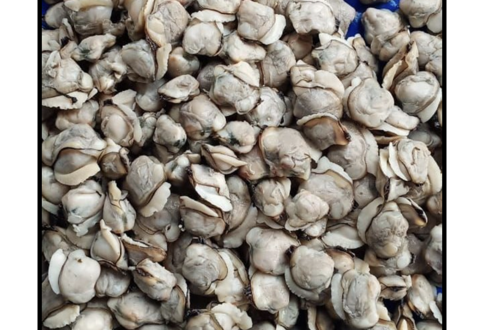 Premium Clams Large / Kakka Irachi 500 gm